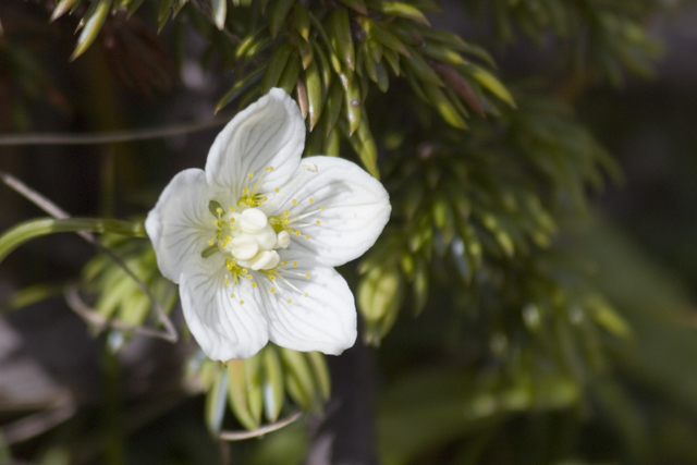 2011-08-16_10-18-32 cadore.jpg - Sumpf-Herzblatt (Parnassia palustris)